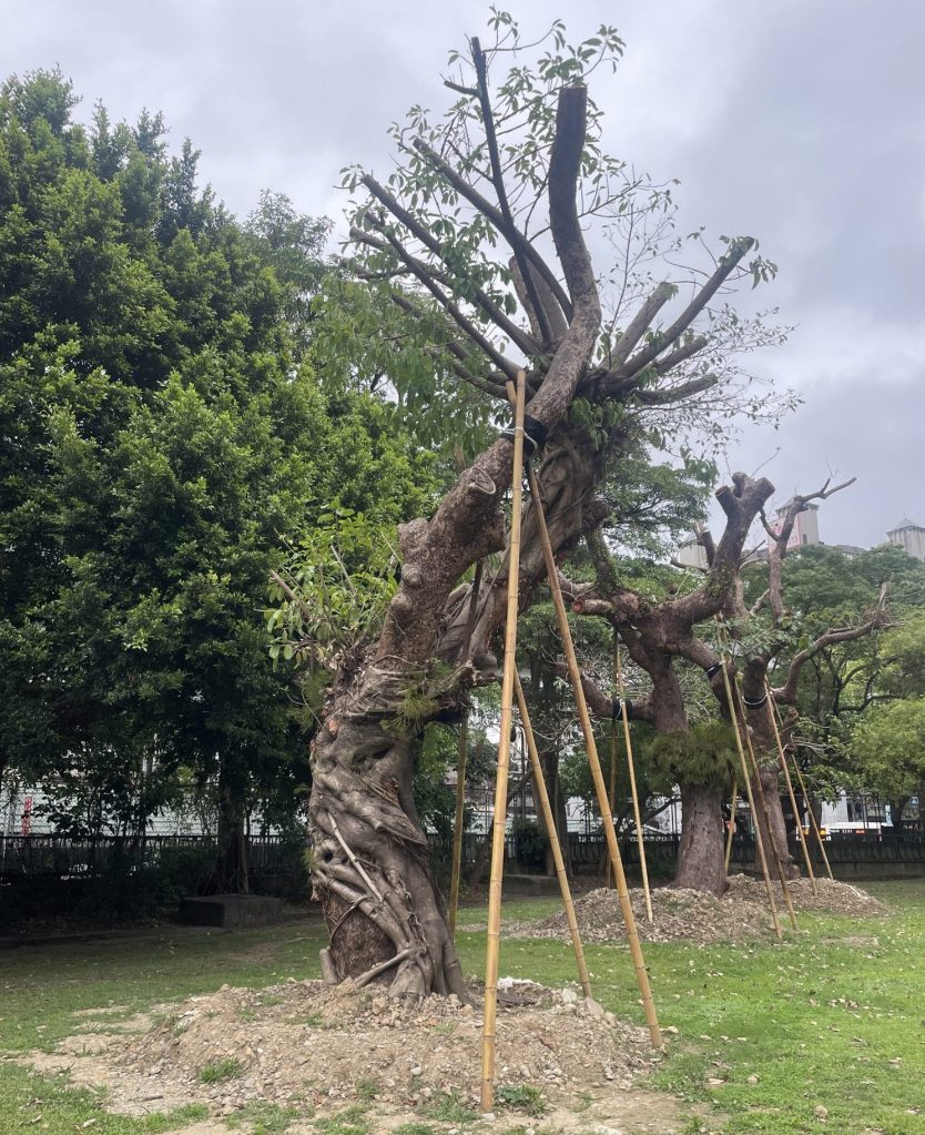 A large, twisted tree with multiple support stakes in a grassy area with green trees in the background under a cloudy sky in Taipei, Taiwan.